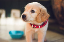 Load image into Gallery viewer, Dog