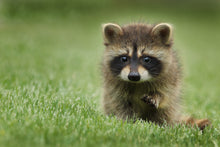 Load image into Gallery viewer, Racoon