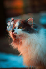 Load image into Gallery viewer, Cat 2
