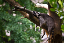 Load image into Gallery viewer, Racoon