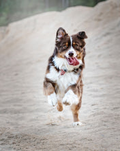 Load image into Gallery viewer, Dog
