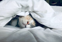 Load image into Gallery viewer, Cat 2